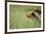 Grizzly Bears Resting in Meadow at Hallo Bay-Paul Souders-Framed Photographic Print