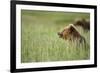 Grizzly Bears Resting in Meadow at Hallo Bay-Paul Souders-Framed Photographic Print