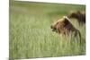 Grizzly Bears Resting in Meadow at Hallo Bay-Paul Souders-Mounted Photographic Print