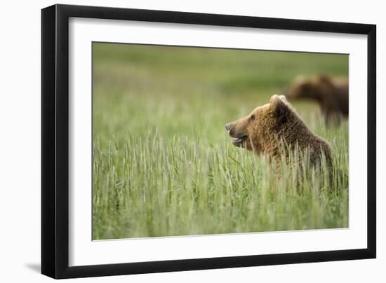 Grizzly Bears Resting in Meadow at Hallo Bay-Paul Souders-Framed Photographic Print