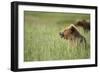 Grizzly Bears Resting in Meadow at Hallo Bay-Paul Souders-Framed Photographic Print