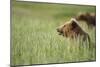 Grizzly Bears Resting in Meadow at Hallo Bay-Paul Souders-Mounted Photographic Print