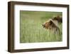 Grizzly Bears Resting in Meadow at Hallo Bay-Paul Souders-Framed Photographic Print