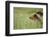 Grizzly Bears Resting in Meadow at Hallo Bay-Paul Souders-Framed Photographic Print