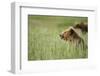 Grizzly Bears Resting in Meadow at Hallo Bay-Paul Souders-Framed Photographic Print