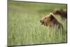 Grizzly Bears Resting in Meadow at Hallo Bay-Paul Souders-Mounted Photographic Print