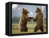 Grizzly Bears Sparring at Hallo Bay in Katmai National Park-Paul Souders-Framed Stretched Canvas