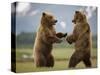 Grizzly Bears Sparring at Hallo Bay in Katmai National Park-Paul Souders-Stretched Canvas