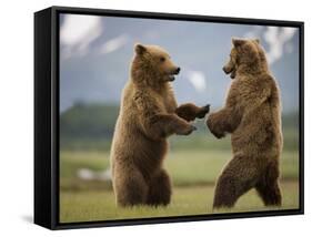 Grizzly Bears Sparring at Hallo Bay in Katmai National Park-Paul Souders-Framed Stretched Canvas