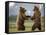 Grizzly Bears Sparring at Hallo Bay in Katmai National Park-Paul Souders-Framed Stretched Canvas