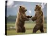 Grizzly Bears Sparring at Hallo Bay in Katmai National Park-Paul Souders-Stretched Canvas