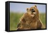 Grizzly Bears Sparring at Hallo Bay in Katmai National Park-Paul Souders-Framed Stretched Canvas