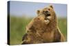 Grizzly Bears Sparring at Hallo Bay in Katmai National Park-Paul Souders-Stretched Canvas