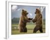 Grizzly Bears Sparring at Hallo Bay in Katmai National Park-Paul Souders-Framed Photographic Print