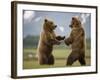 Grizzly Bears Sparring at Hallo Bay in Katmai National Park-Paul Souders-Framed Photographic Print