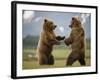 Grizzly Bears Sparring at Hallo Bay in Katmai National Park-Paul Souders-Framed Photographic Print