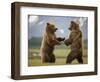 Grizzly Bears Sparring at Hallo Bay in Katmai National Park-Paul Souders-Framed Photographic Print