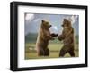 Grizzly Bears Sparring at Hallo Bay in Katmai National Park-Paul Souders-Framed Photographic Print