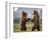 Grizzly Bears Sparring at Hallo Bay in Katmai National Park-Paul Souders-Framed Photographic Print