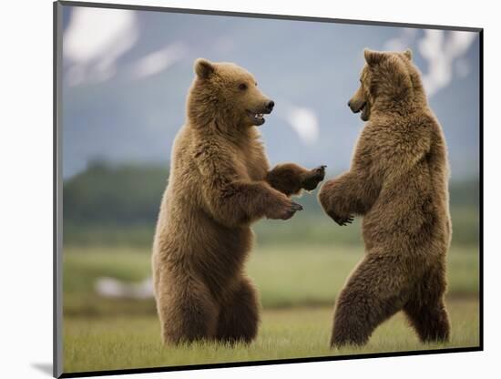 Grizzly Bears Sparring at Hallo Bay in Katmai National Park-Paul Souders-Mounted Photographic Print