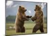Grizzly Bears Sparring at Hallo Bay in Katmai National Park-Paul Souders-Mounted Photographic Print