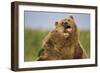 Grizzly Bears Sparring at Hallo Bay in Katmai National Park-Paul Souders-Framed Photographic Print