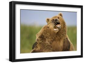 Grizzly Bears Sparring at Hallo Bay in Katmai National Park-Paul Souders-Framed Photographic Print