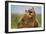 Grizzly Bears Sparring at Hallo Bay in Katmai National Park-Paul Souders-Framed Photographic Print