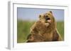 Grizzly Bears Sparring at Hallo Bay in Katmai National Park-Paul Souders-Framed Photographic Print