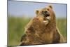 Grizzly Bears Sparring at Hallo Bay in Katmai National Park-Paul Souders-Mounted Photographic Print