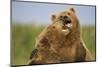 Grizzly Bears Sparring at Hallo Bay in Katmai National Park-Paul Souders-Mounted Photographic Print