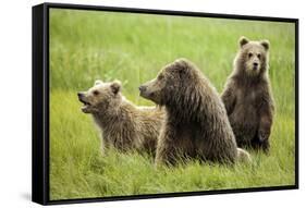 Grizzly Bears-Photos by Miller-Framed Stretched Canvas