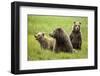 Grizzly Bears-Photos by Miller-Framed Photographic Print