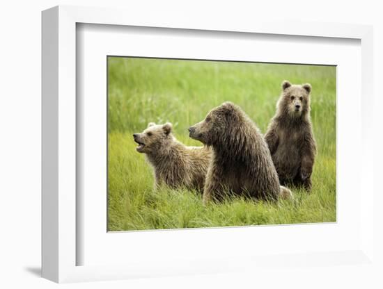 Grizzly Bears-Photos by Miller-Framed Photographic Print