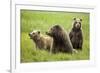 Grizzly Bears-Photos by Miller-Framed Photographic Print