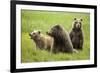 Grizzly Bears-Photos by Miller-Framed Photographic Print