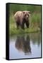 Grizzly by Stream-DLILLC-Framed Stretched Canvas