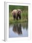 Grizzly by Stream-DLILLC-Framed Photographic Print