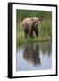 Grizzly by Stream-DLILLC-Framed Photographic Print