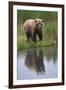 Grizzly by Stream-DLILLC-Framed Photographic Print