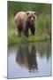 Grizzly by Stream-DLILLC-Mounted Photographic Print