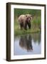 Grizzly by Stream-DLILLC-Framed Photographic Print