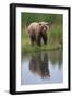 Grizzly by Stream-DLILLC-Framed Photographic Print