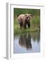 Grizzly by Stream-DLILLC-Framed Photographic Print