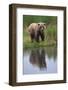 Grizzly by Stream-DLILLC-Framed Photographic Print