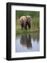 Grizzly by Stream-DLILLC-Framed Photographic Print