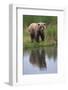 Grizzly by Stream-DLILLC-Framed Photographic Print