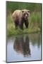 Grizzly by Stream-DLILLC-Mounted Photographic Print