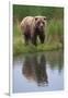 Grizzly by Stream-DLILLC-Framed Photographic Print