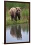 Grizzly by Stream-DLILLC-Framed Photographic Print